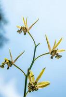 Small Orchid flowers of Eulophia Andamanensis Ground Orchid on the sky background photo