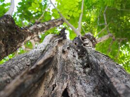 Texture surface of large trees on leaves background photo