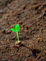 Young seedlings growth on moist soil photo