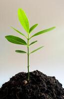 Frescura hojas de planta joven de laurel alejandrino foto