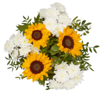 fresh sunflowers cut out isolated transparent background png