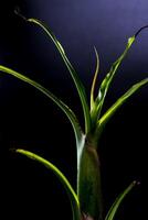 Leaves of banana shoots on black background photo