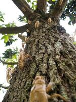 Closeup Molt of Cicada on tree bark photo