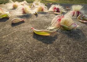 Flower of Tummy wood fall on ground photo