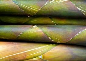 Texture of bamboo shoot photo