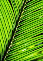 The pinnately compound leaves of Cycas revoluta Thunb photo