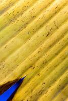 Yellow color and texture of banana tree old leaf photo