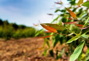 Hilera de árboles de eucalipto de crecimiento en la plantación foto