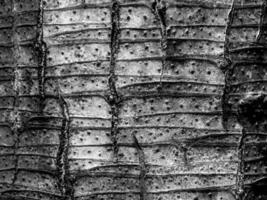 Abstract Surface texture and trenches on the bark of tree trunk photo