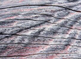 Texture of old stump wood surface photo