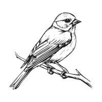 Goldfinch on the branch. Illustration of Goldfinch vector