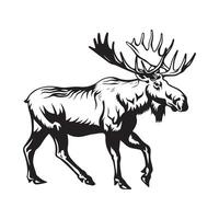 Moose Images , Illustration Of moose on white background vector