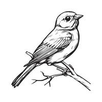 Goldfinch on the branch. Illustration of Goldfinch vector