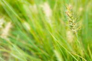 The flower of grass and blade in wind photo