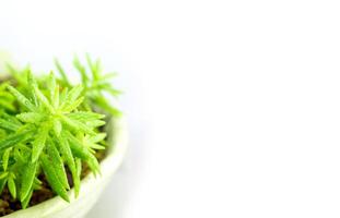 Planta suculenta stonecrop, hojas frescas detalle de sedum angelina foto