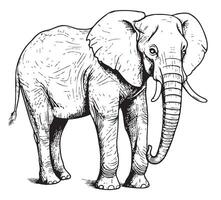 African Elephant walking hand drawn sketch vector