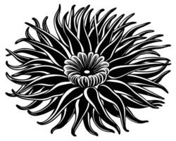 Anemone Outline illustration vector