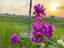 púrpura color flor con manojo de verdor puesta de sol hora foto