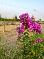 Purple color flower with bunch of greenerry photo