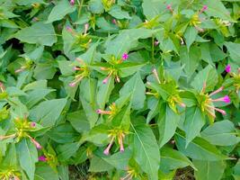 Beautiful Green Leafs with small floral on it photo