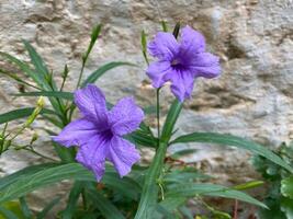 Voilet flower with green leaf background photo