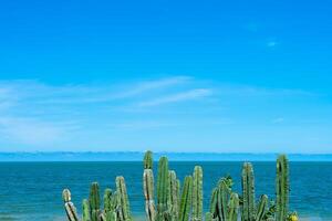 cactus arboles con azul cielo y mar antecedentes. foto