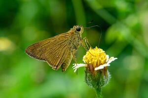 mariposa y flor. foto