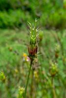 seeds of cosmos flower photo