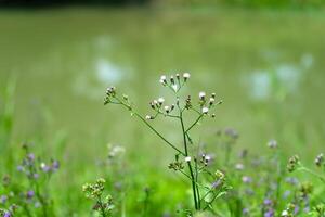 Vernonia cinerea plant photo