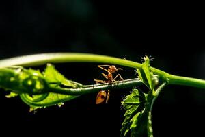 Red ant on ivy with light in dark background. photo