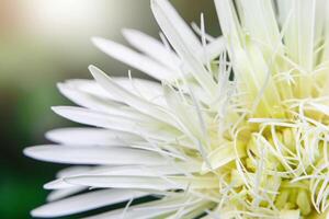 Close up white Gerbera flower photo