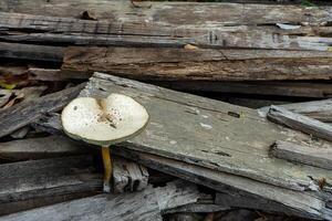 Close up of Magic mushroom. photo