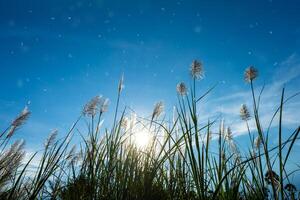 Wild Cane flower. photo