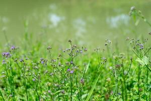 Vernonia cinerea plant photo