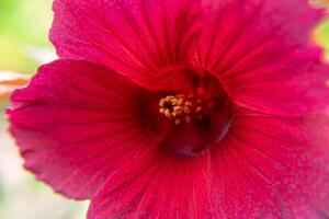 Close up of cranberry hibiscus flower photo