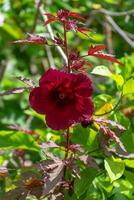 Close up of cranberry hibiscus flower photo