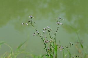 veronia cinerea planta foto