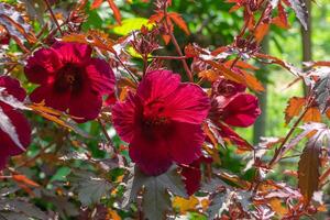 Close up of cranberry hibiscus flower photo