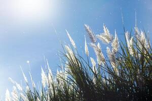 White grass flower photo