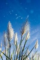 White grass flower photo