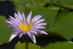 cerca arriba de lirio de agua flor foto