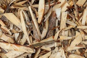 madera papas fritas para carbón foto