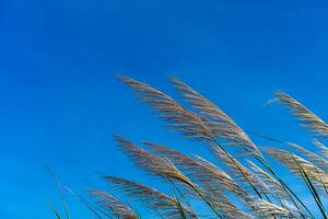 White grass flower with blue sky background. photo