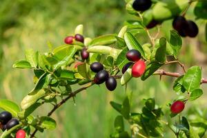 Carissa carandas fruit photo