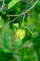 Close up Soursop flower on tree. photo