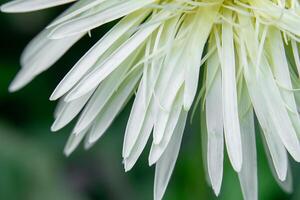 Close up white Gerbera flower photo