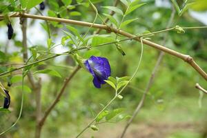 Blue Pea or Butterfly Pea. photo