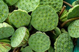 Close up seeds of lotus plant. photo