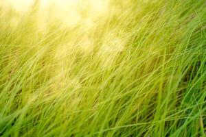 Long leaves the green grass background photo