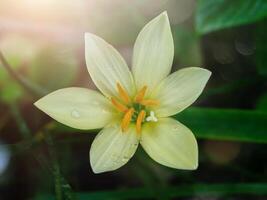 Beautiful rain lily flower photo